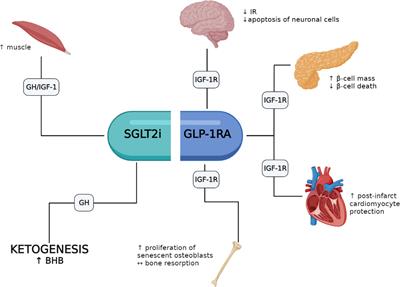 Mini Review: Effect of GLP-1 Receptor Agonists and SGLT-2 Inhibitors on the Growth Hormone/IGF Axis